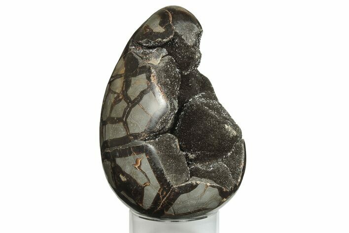 7.3" Septarian "Dragon Egg" Geode - Black Crystals
